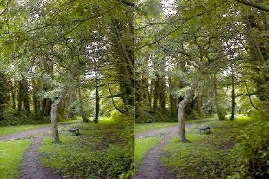 Forest track in 3D