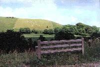 Cerne Abbas Giant hill figure, Dorset (Photo: June 1991)